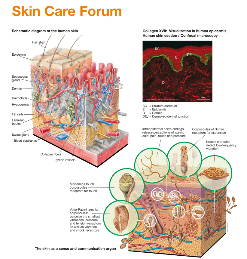 Schematic diagram of the human skin